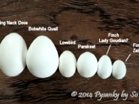 Small Egg Comparison Chart Pysanky By SoJeo The Ring Neck Dove egg is approximately 1 1/4" and the very small Zebra Finch egg is just a hair over 1/2" : pysanky sojeo so jeo pysanka ukrainian easter egg batik art eggshell artist design designs finch parakeet lovebird tiny actual earrings jewelry pendants